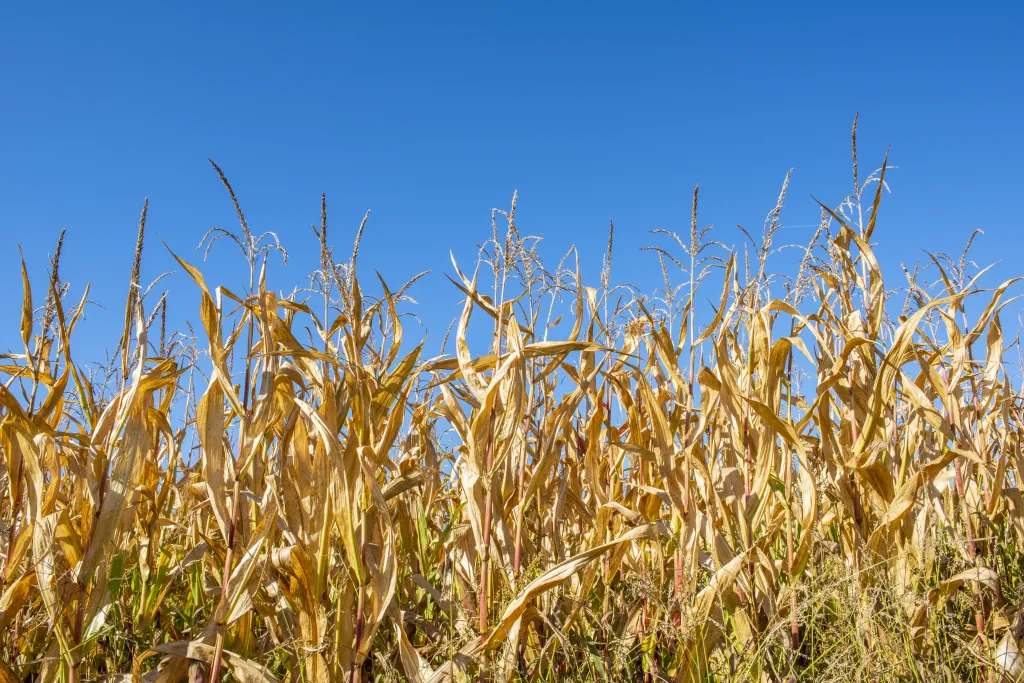 Maize affected by extreme summer drought
