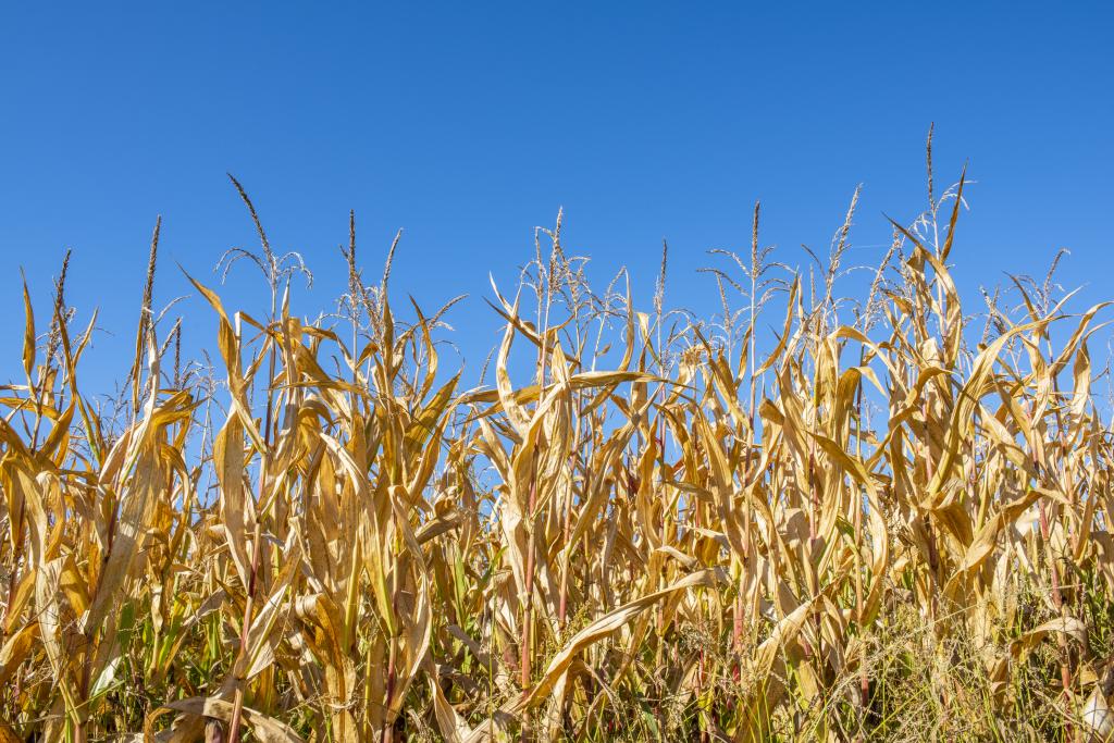 Maize affected by extreme summer drought