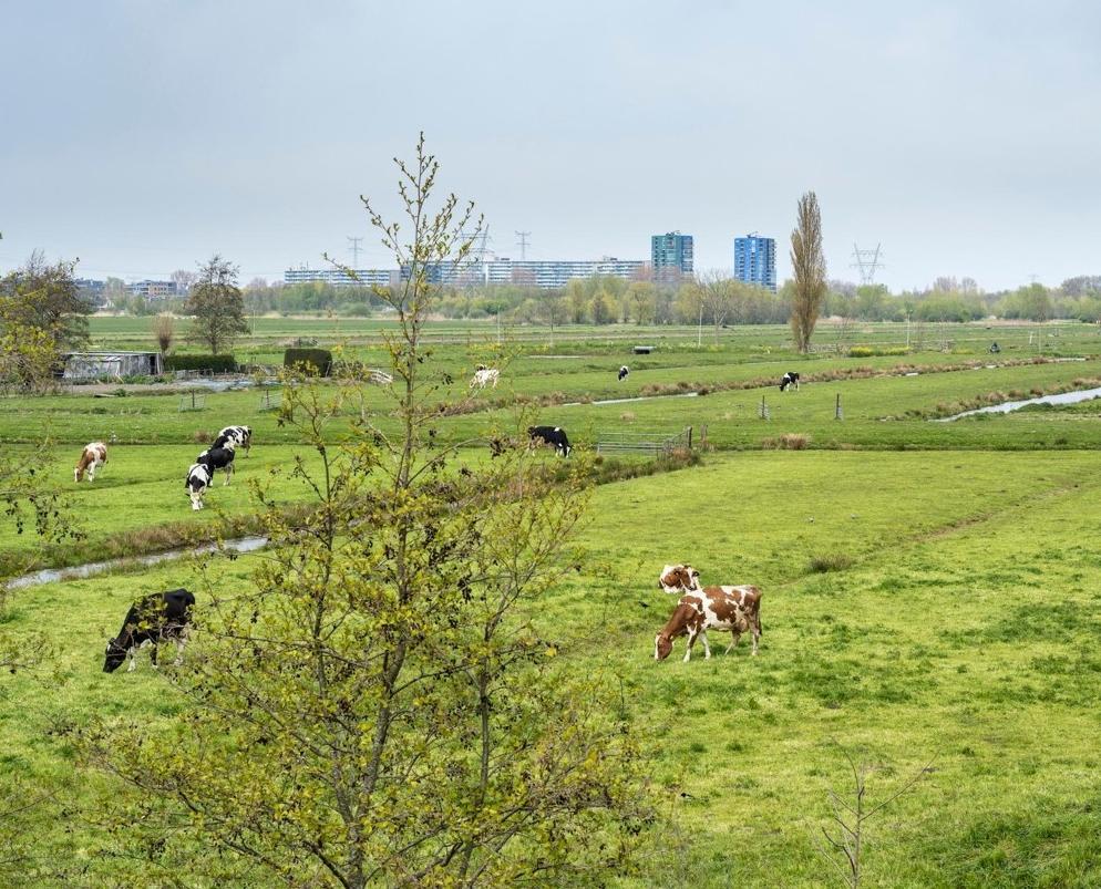 Landschap met koeien op de voorgrond en grote gebouwen op de achtergrond