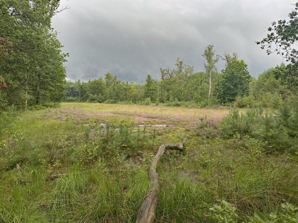 Natuurherstel Ridderoordse bossen