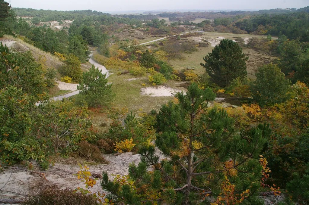 Dunes in Schoorl, North Holland