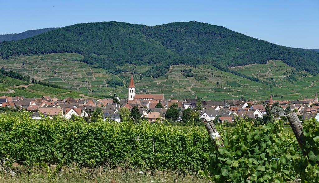 Copper is often used in vineyards Copper is often used in vineyards