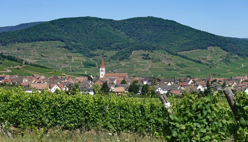 Copper is often used in vineyards