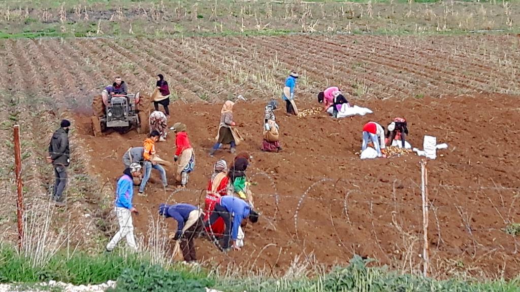 Refugees working in a Lebanese field Refugees working in a Lebanese field