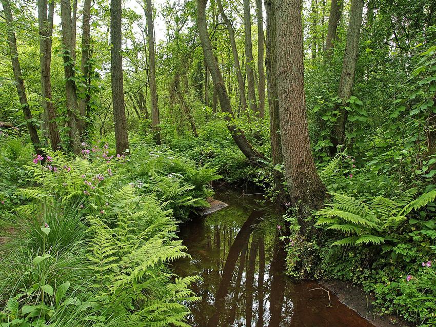 Forest in Anloo, the Netherlands Forest in Anloo, the Netherlands