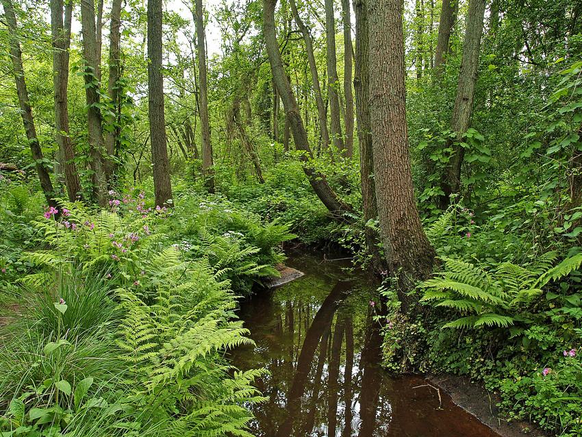 Forest in Anloo, the Netherlands