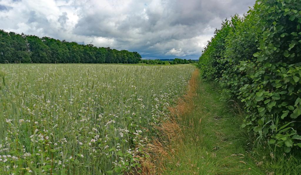 Small landscape elements and flower strips in the Kromme Rijn region, the Netherlands