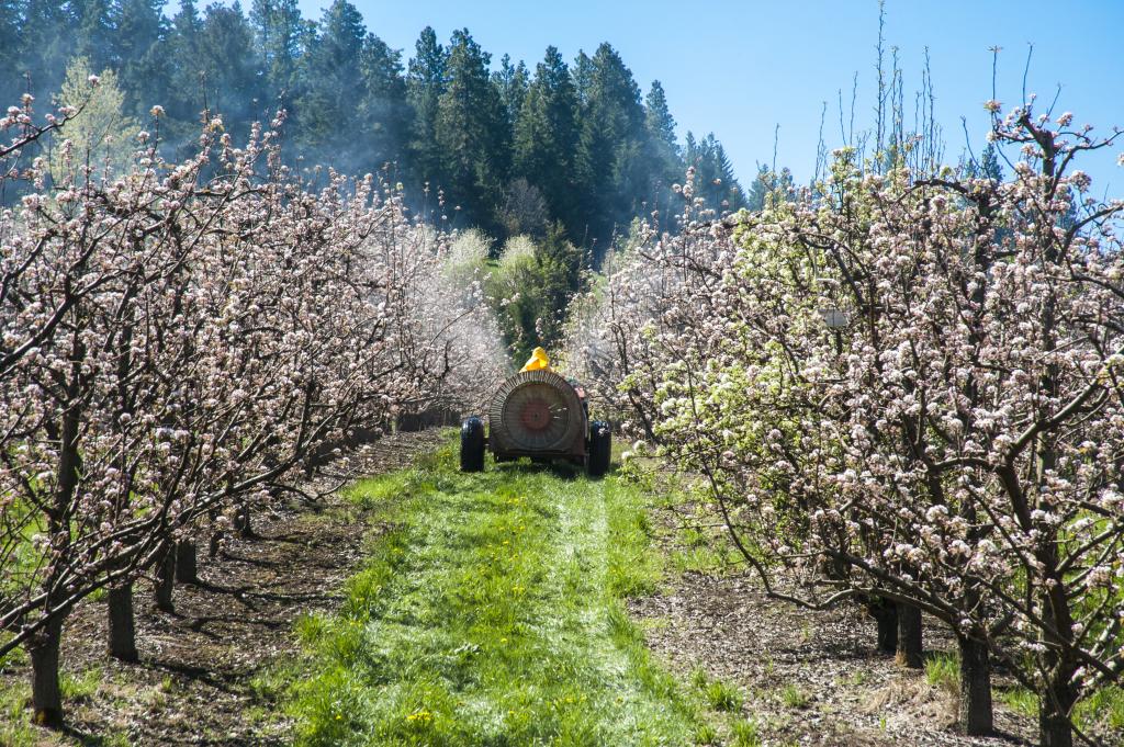 Spraying apple trees