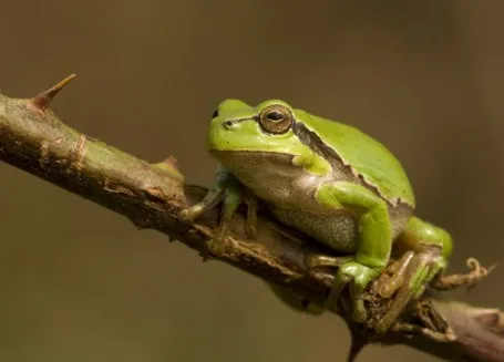 Photo of a tree frog on a twig
