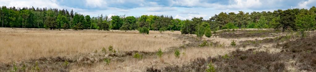 Vergraste heide op de Utrechtse Heuvelrug.