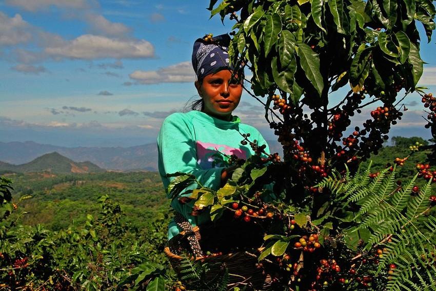 Harvesting coffee