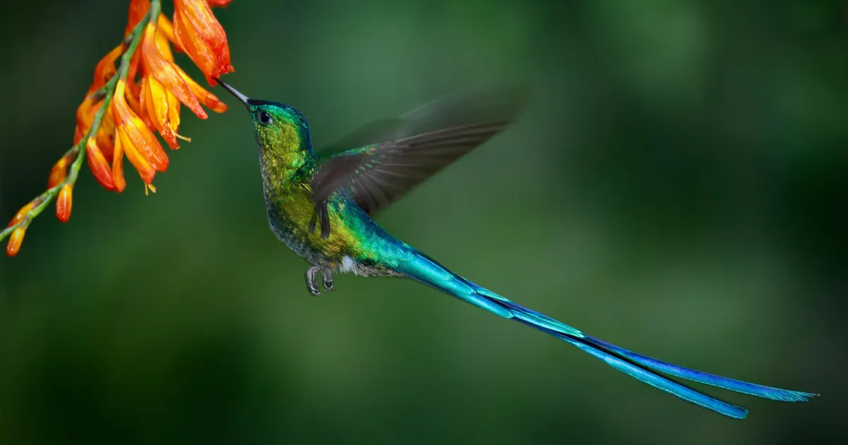 Impact factors for quantifying country-level terrestrial biodiversity ...